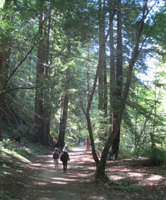 Big Sur coast redwoods