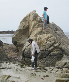 Seashore Pebble Beach