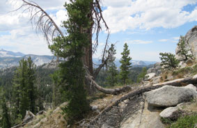 Half Dome from trail to May Lake