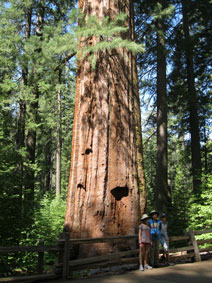 giant Sequoia