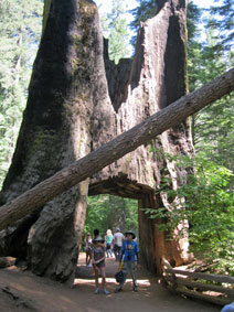 giant Sequoia with tunnel