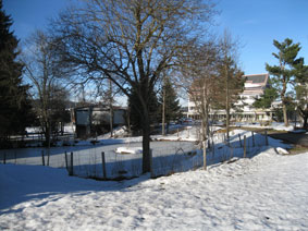 frozen pond