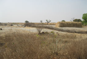 ckpura farms