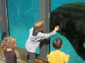 Benji meets a walrus