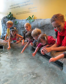 skate petting pool