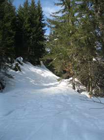 trail in forest