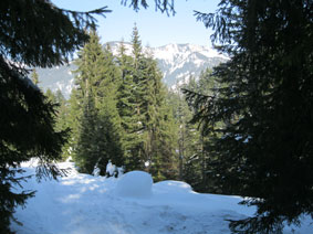 forest and snow