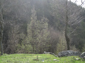 first buds of spring
