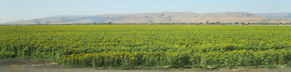 agriculture: sunflowers