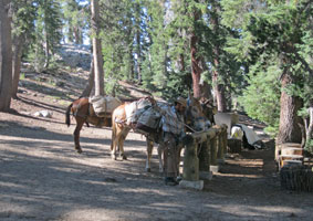 mules