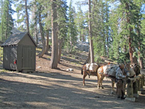 mules