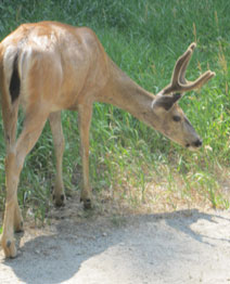 deer