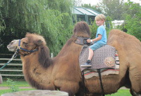 Camel ride, Benji