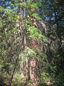 Garland Park redwoods