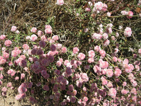 wildflowers