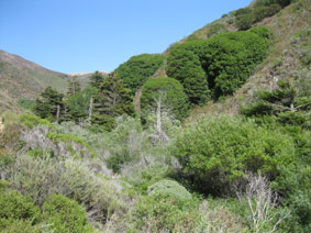 Garrapata Canyon redwoods