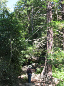 Garrapata Canyon redwoods