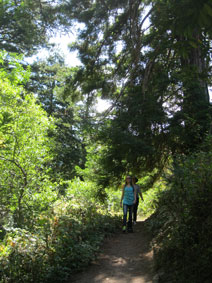 Garrapata Canyon redwoods