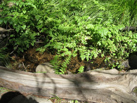 Garrapata Canyon redwoods