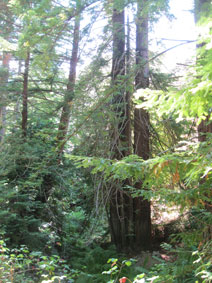 Garrapata Canyon redwoods