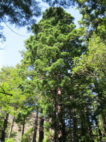 Garrapata Canyon redwoods