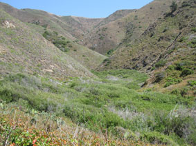 Garrapata Canyon