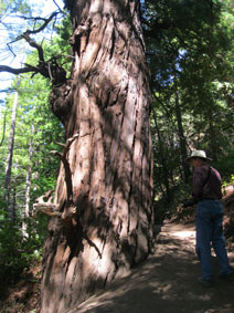 Garrapata Canyon redwoods