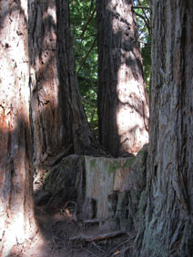 Garrapata Canyon redwoods