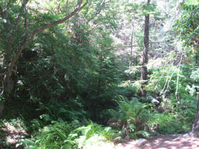 Garrapata Canyon redwoods