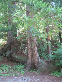 Garrapata Canyon redwoods