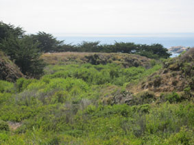 Garrapata Canyon