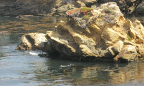 Point Lobos