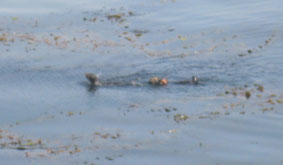 sea otters