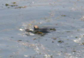 sea otters