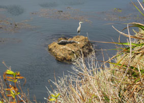 seal and heron