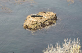 seals sunning