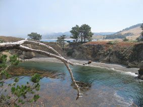 Point Lobos