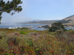 Point Lobos