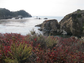 Point Lobos