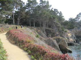 Point Lobos