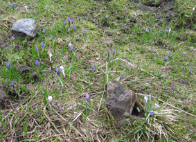 crocus blooming