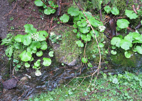 flowers along stream