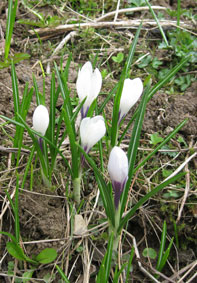 crocus