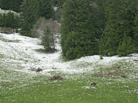 first hike, chamois