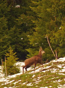 chamois