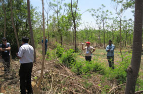 agroforestry