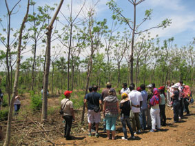 agroforestry