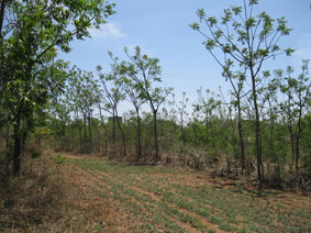 agroforestry