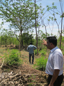 agroforestry