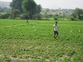 farmer in field